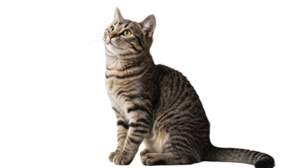 Tabby Cat Sitting and Looking Up 7.