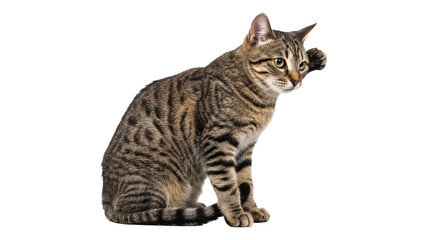 Fototapeta premium Tabby Cat Sitting and Pawing.