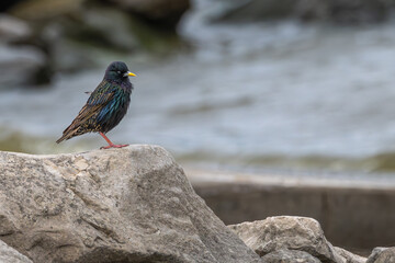 Common starling standing on a boulder.