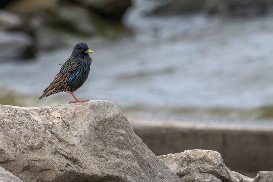 Common starling standing on a boulder. - Powered by Adobe