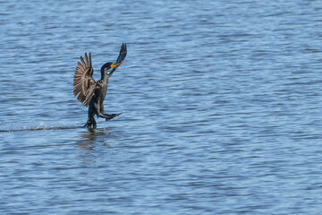 Double-crested cormorant landing in a lake.
