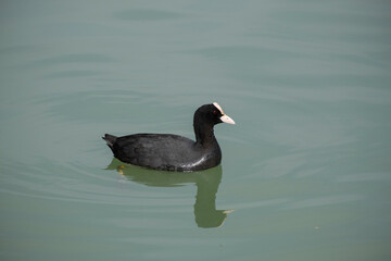 Fulica atra swimming in the lake