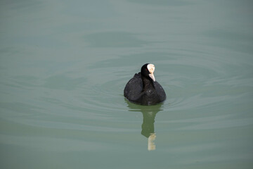 Fulica atra swimming in the lake