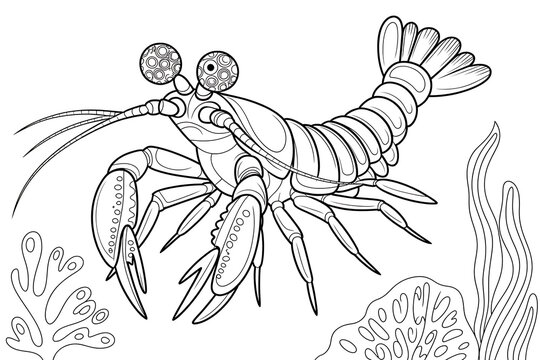 A crayfish, detailed line art, in an aquatic scene.
