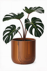 Potted monstera plant with dark green leaves.
