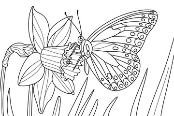 Butterfly sips nectar from a daffodil.
