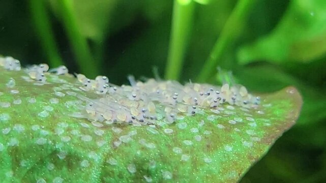 Angelfish fertilized eggs hatched and quickly developing into two-eyed translucent wigglers with rapidly moving tails and pale amber yellow yolk sacs on top of flat green Anubias leaf