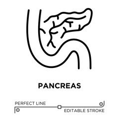 The line icon vector illustrates the organs involved in the digestive system and blood sugar regulation. The line icon is isolated on a transparent background and can be edited as needed