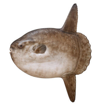 fish isolated on white background