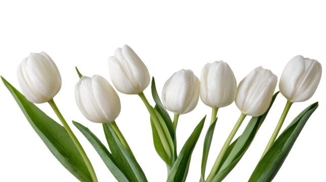White tulips arranged elegantly on a white isolated background.