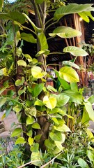 Tropical Foliage Growing Under Yellow Water Tank Structure