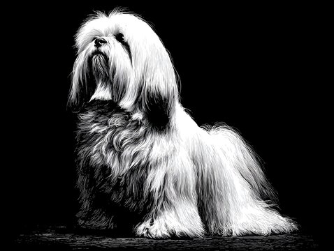 A white Lhasa Apso dog with long flowing hair poses gracefully against a stark black studio background.