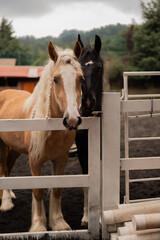 2 caballos en su corral