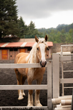 caballo cafe con pelo trenzado, en su corral 