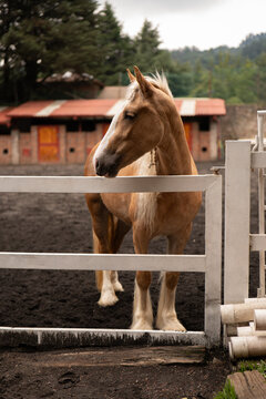 caballo en su corral 