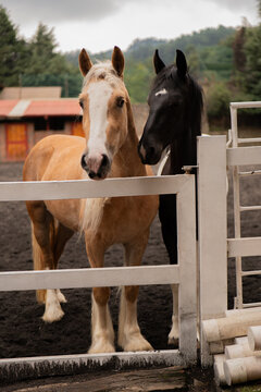 caballos en su corral con un bosque de fondo