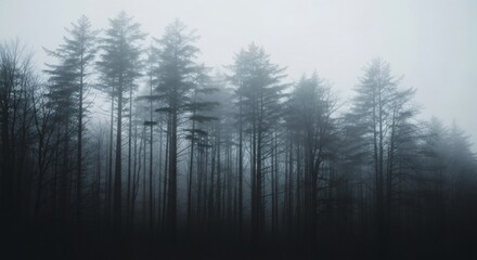A group of tall pine trees in a forest obscured by thick fog creating a mysterious and ethereal atmosphere