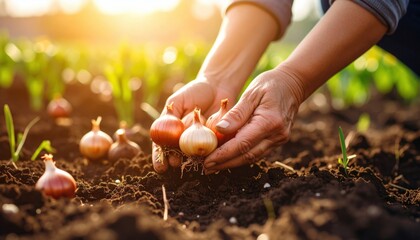 Hands Planting Onion Bulbs In Garden Soil