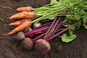 Beetroot and carrot autumn harvest on soil ground in garden close up. Harvesting fresh raw organic vegetables