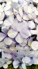 Close-Up of Pale Purple Hydrangea Blossoms with Soft Petals