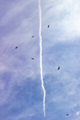 Birds flying in a blue sky with a trail of white smoke