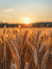 Naklejka premium Golden Field at Sunset