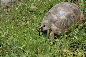 A tortoise moving through green grass and wildflowers in its natural habitat. Its shell is partially visible among the plants.