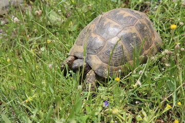 Close-up of a tortoise walking through green grass and wildflowers. Its textured shell and legs are visible as it moves, partially hidden by the grass in a natural outdoor habitat.