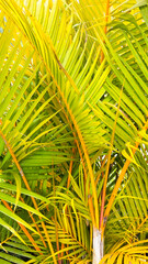 Bright Yellow Areca Palm Fronds in Tropical Sunlight
