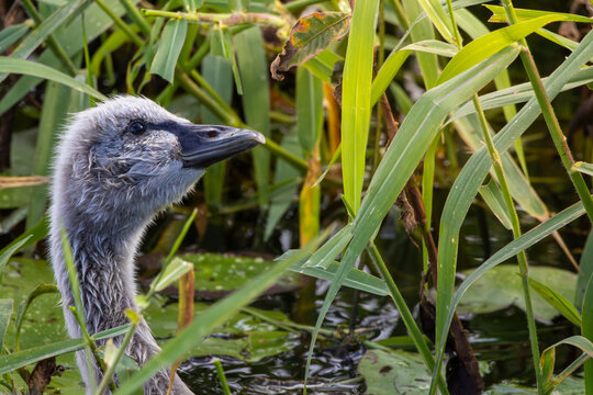 Close up of a young Black Swan looking up at the grass
