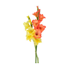 Yellow orange gladiolus flower stems isolated on transparent background	