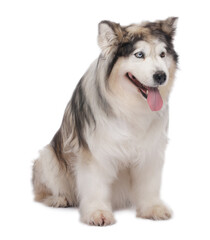 Beautiful Alaskan malamute dog on white background
