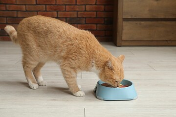 Cat eating natural products from feeding bowl indoors. Pet's balanced diet