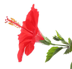 Beautiful red hibiscus flower with green leaves isolated on white