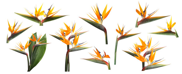 Bird of Paradise tropical flowers on white background, collage