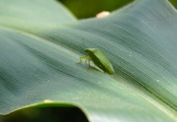 Green bug, Nezara virudula or green stink bug on a corn leaf in Costa Rica