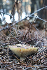 Bitter False Funnelcaps in pine forest