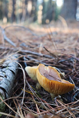 Bitter False Funnelcaps in pine forest
