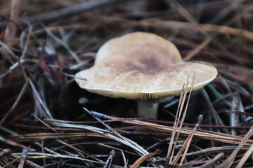 Bitter False Funnelcaps in pine forest