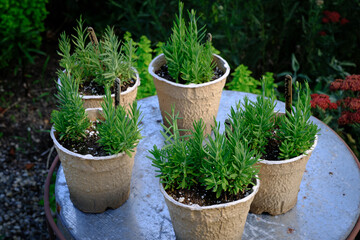 Close-up of Potted Lavender Plants on a Rustic Table