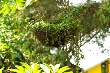Sedum morganianum (lamb's tail, burro's tail, horses tail) in white pot hanging. Sedum morganianum is popular succulent with trailing stems and fleshy blue-green leaves. Basic houseplant costa rica