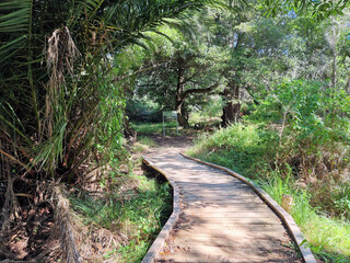 Bush track through sand dunes and coastal Australian native forest. Taken on the Hummocks Walking Track Lakes Entrance Victoria Australia