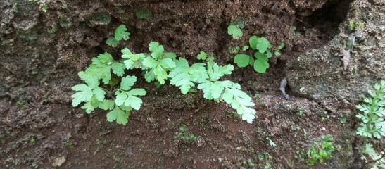 Green Ferns and moss growing in the cracks of old walls.