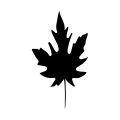 Leaf icon