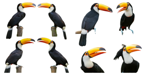 Toucan Bird Collection