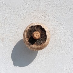 Close Up Of An Organic Portobello Mushroom On White Plaster Surface For Culinary Or Dietary Images