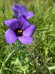 Purple Texas Bluebells in full summer bloom