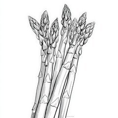Fresh Asparagus Stalks in Detailed Ink Drawing Style Illustration