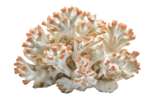 Creamy White Coral with Orange Tips on Transparent Background, PNG