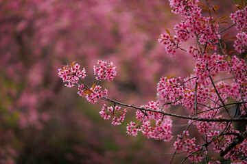 Blossom of Wild Himalayan Cherry (Prunus cerasoides) or Giant tiger flower in Thailand. Selective focus.